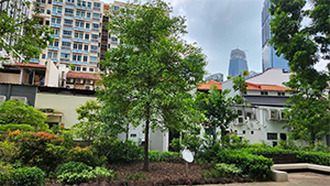 Lee Kuan Yew memorial tree