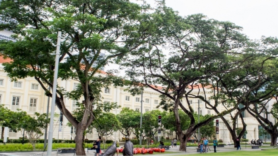 Empress Lawn Rain Trees