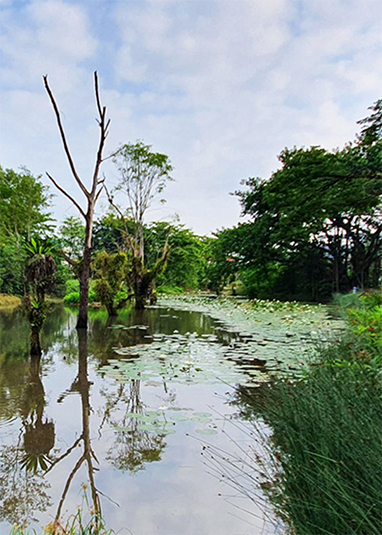 Hampstead Wetlands Park