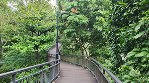 Canopy Walk