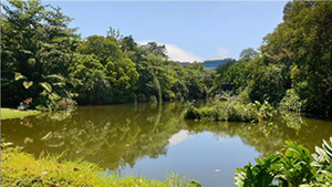 Kent Ridge Park Pond and Dragonfly Pond