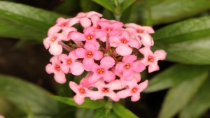 Arachnothryx leucophylla