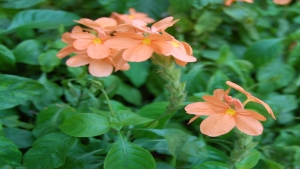 Crossandra infundibuliformis