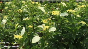 Pseudomussaenda flava