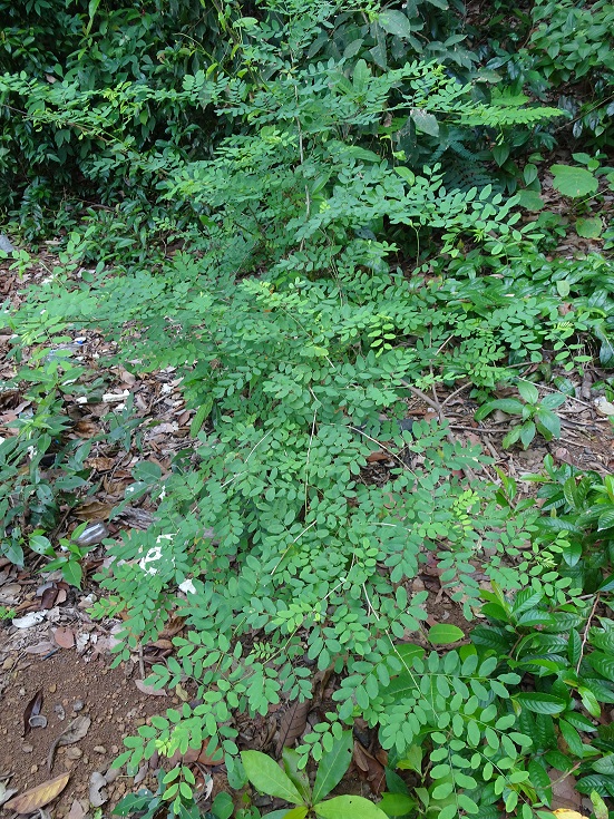 Ormocarpcum-cochinchinense