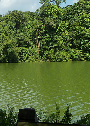 Lower Peirce Reservoir Park