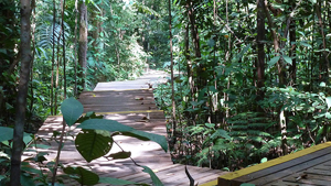 Forest boardwalk