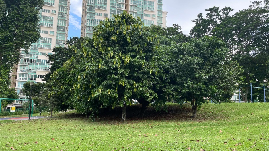 park detail carousel