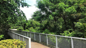 Forest canopy boardwalk at one-north Park: Fusionopolis South