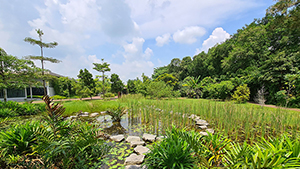 Junior Wetland