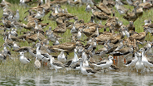 Migratory Bird Trail