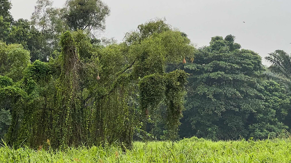 park detail carousel