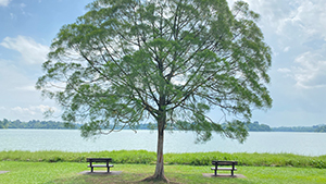 Casuarina tree