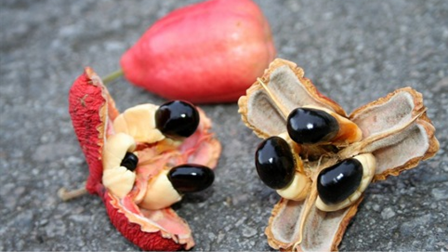 Akee Apple