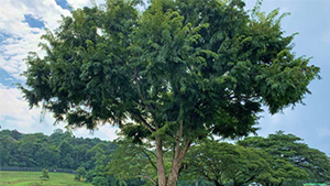 Angsana Trees