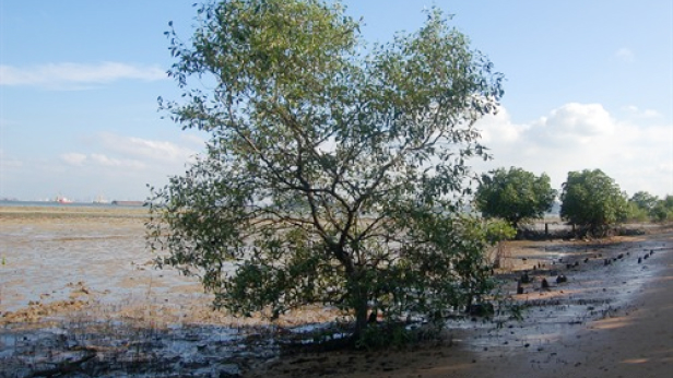 Mangrove plants