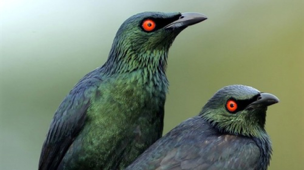 Asian Glossy Starling