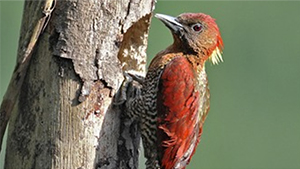 Banded Woodpecker
