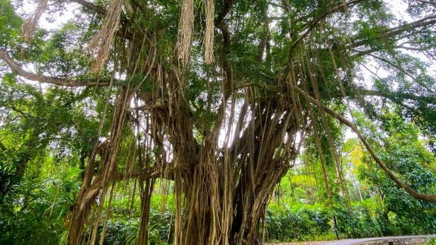 Banyan Tree