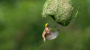 Baya Weaver