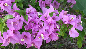 Bougainvillea