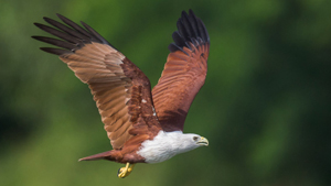 Brahminy Kite