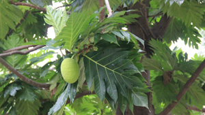Breadfruit tree