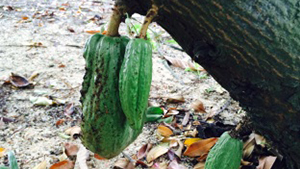 Cacao tree
