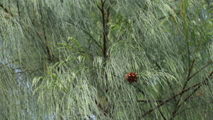 Casuarina tree