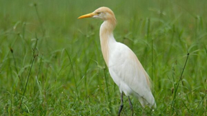 Cattle Egret