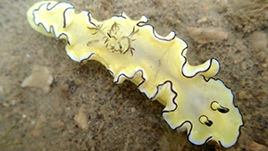 Nudibranches