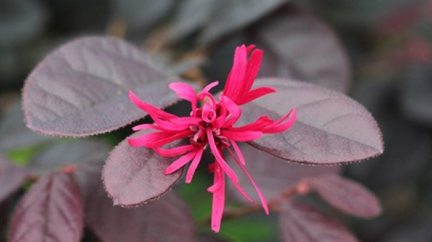 Chinese Fringe Flower