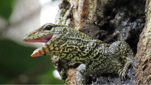 Image 16: Reptiles
