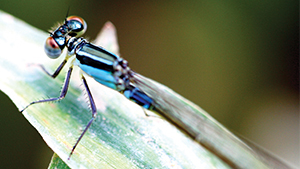 Dragonflies & damselflies