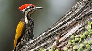 Common Flameback