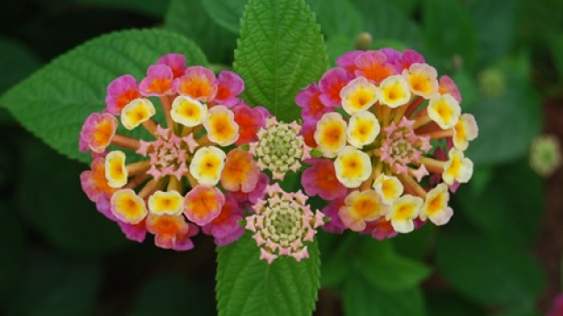 Common Lantana