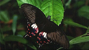 Common Mormon