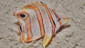 Reef fish