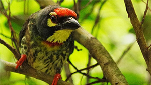 Coppersmith Barbet