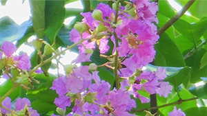 Crepe Myrtle