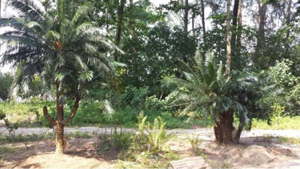 Cycads