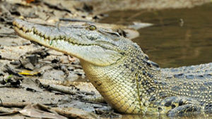 Estuarine Crocodile