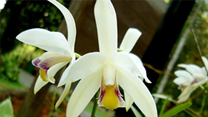 Finlayson's Bromheadia