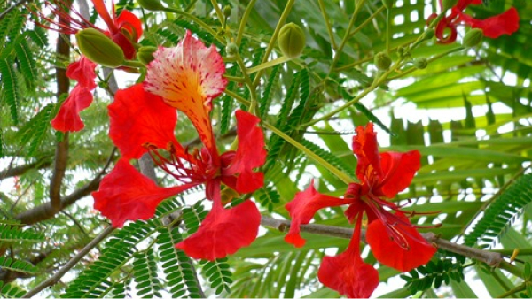 Trees with interesting features