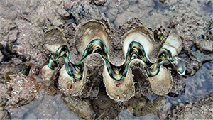 Giant clams