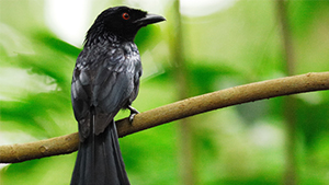 Greater Racket-tailed Drongo
