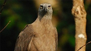 Grey-headed Fish Eagle