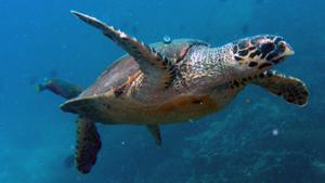 Sharks, turtles and rays