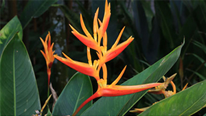 Heliconia