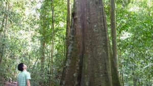 Kayu Pontianak / Red Dhup